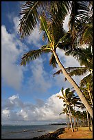 Palm trees and ocean, Kapaa, early morning. Kauai island, Hawaii, USA ( color)