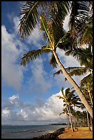 Palm trees and ocean, Kapaa, early morning. Kauai island, Hawaii, USA