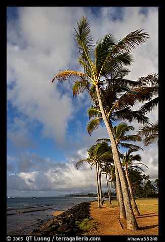 Palm trees and ocean, Kapaa, early morning. Kauai island, Hawaii, USA