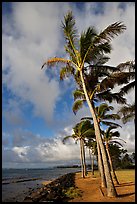 Palm trees and ocean, Kapaa, early morning. Kauai island, Hawaii, USA