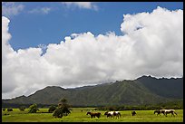 Horses in pasture near Anahola. Kauai island, Hawaii, USA