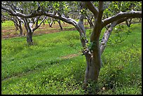 Guava trees in plantation. Kauai island, Hawaii, USA ( color)