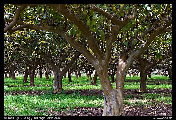 Guava tree orchard. Kauai island, Hawaii, USA