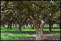 Guava tree orchard. Kauai island, Hawaii, USA