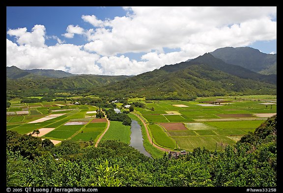 Hanalei Valley with patchwork taro fields,  mid-day. Kauai island, Hawaii, USA (color)