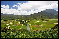 Hanalei Valley with patchwork taro fields,  mid-day. Kauai island, Hawaii, USA (color)