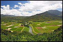 Hanalei Valley with patchwork taro fields,  mid-day. Kauai island, Hawaii, USA