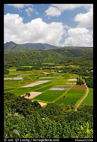Patchwork of taro fields seen from Hanalei Lookout, mid-day. Kauai island, Hawaii, USA (color)
