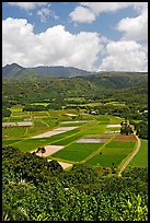 Patchwork of taro fields seen from Hanalei Lookout, mid-day. Kauai island, Hawaii, USA (color)