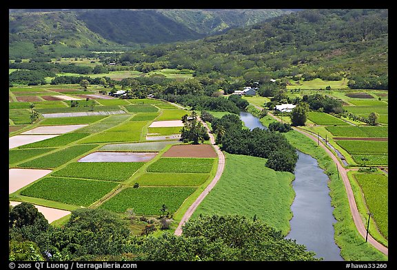 Taro fields and Hanalei River. Kauai island, Hawaii, USA (color)