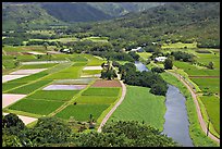 Taro fields and Hanalei River. Kauai island, Hawaii, USA