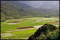 Patchwork taro fields in Hanalei Valley, mid-day. Kauai island, Hawaii, USA (color)