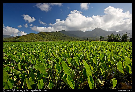 Taro field in Hanalei Valley, afternoon. Kauai island, Hawaii, USA