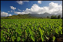 Taro field in Hanalei Valley, afternoon. Kauai island, Hawaii, USA
