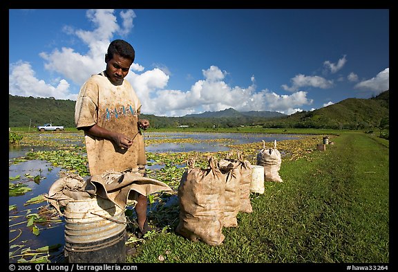 Plantation worker and bags of taro, Hanalei Valley, afternoon. Kauai island, Hawaii, USA (color)