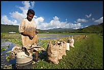 Plantation worker and bags of taro, Hanalei Valley, afternoon. Kauai island, Hawaii, USA ( color)