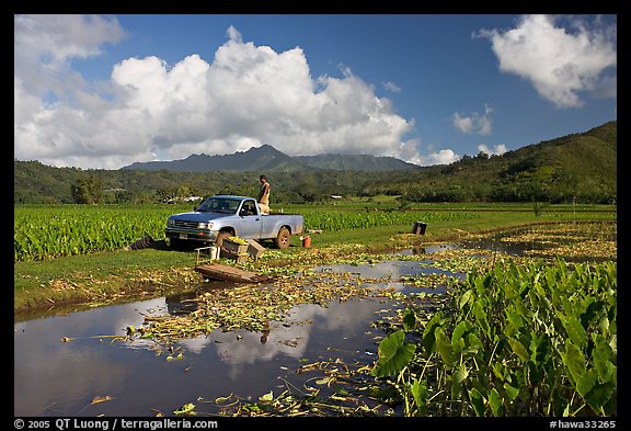 Plantation workers with truck, Hanalei Valley, afternoon. Kauai island, Hawaii, USA (color)