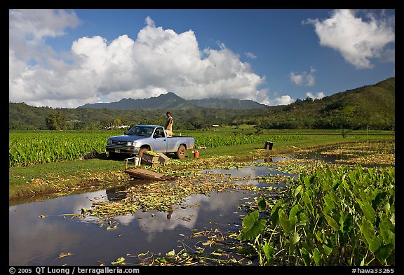 Plantation workers with truck, Hanalei Valley, afternoon. Kauai island, Hawaii, USA