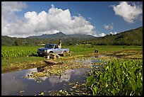 Plantation workers with truck, Hanalei Valley, afternoon. Kauai island, Hawaii, USA