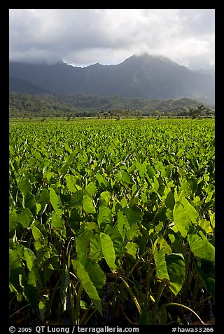 Taro field in Hanalei Valley, afternoon. Kauai island, Hawaii, USA (color)