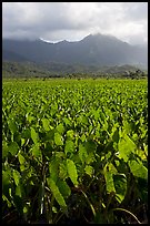 Taro field in Hanalei Valley, afternoon. Kauai island, Hawaii, USA