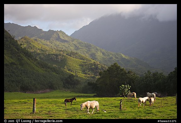 Horses and mountains near Haena. North shore, Kauai island, Hawaii, USA