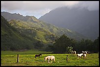 Horses and mountains near Haena. North shore, Kauai island, Hawaii, USA (color)