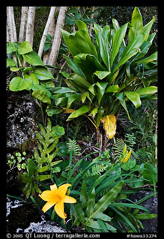 Tropical flower near Kee Beach. Kauai island, Hawaii, USA (color)