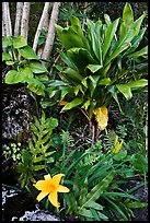 Tropical flower near Kee Beach. Kauai island, Hawaii, USA (color)