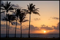 Coconut trees, Kapaa, sunrise. Kauai island, Hawaii, USA ( color)
