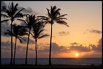 Coconut trees, Kapaa, sunrise. Kauai island, Hawaii, USA