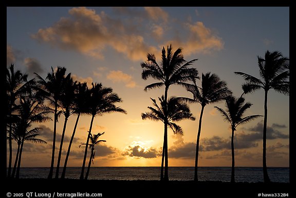 Palm trees, sunrise, Kapaa. Kauai island, Hawaii, USA