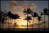 Palm trees, sunrise, Kapaa. Kauai island, Hawaii, USA ( color)