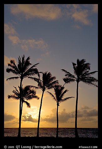 Cocunut trees, sunrise, Kapaa. Kauai island, Hawaii, USA