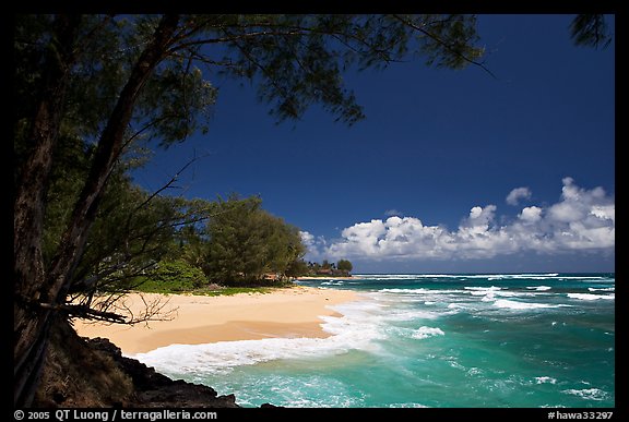 Horsetail Ironwoods framing beach with turquoise waters  near Haena. North shore, Kauai island, Hawaii, USA (color)