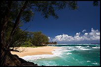 Horsetail Ironwoods framing beach with turquoise waters  near Haena. North shore, Kauai island, Hawaii, USA (color)
