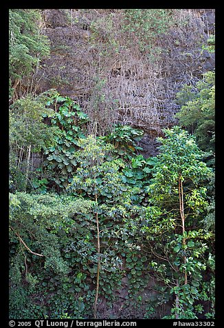 Tropical trees and cliff, Haena Beach Park. North shore, Kauai island, Hawaii, USA (color)