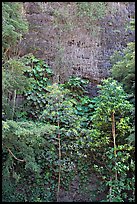 Tropical trees and cliff, Haena Beach Park. North shore, Kauai island, Hawaii, USA ( color)