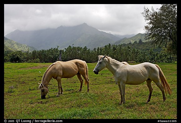 Horses and mountains near Haena. North shore, Kauai island, Hawaii, USA (color)