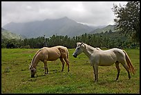 Horses and mountains near Haena. North shore, Kauai island, Hawaii, USA