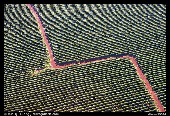 Aerial view of coffee plantations. Kauai island, Hawaii, USA (color)