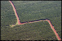 Aerial view of coffee plantations. Kauai island, Hawaii, USA ( color)