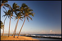 Palm trees and beach, Salt Pond Beach, late afternoon. Kauai island, Hawaii, USA (color)