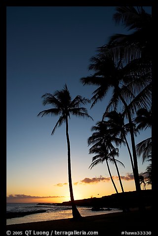 Palm trees and beach, Salt Pond Beach, sunset. Kauai island, Hawaii, USA