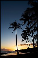 Palm trees and beach, Salt Pond Beach, sunset. Kauai island, Hawaii, USA ( color)