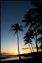 Palm trees and beach, Salt Pond Beach, sunset. Kauai island, Hawaii, USA