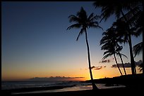 Palm trees and beach, Salt Pond Beach, sunset. Kauai island, Hawaii, USA ( color)