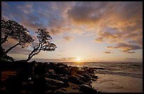 Wind twisted trees and sunrise, Lydgate Park. Kauai island, Hawaii, USA