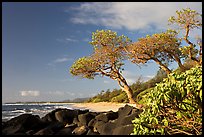 Boulders, trees, and beach, Lydgate Park, early morning. Kauai island, Hawaii, USA