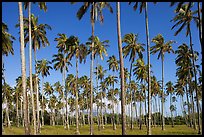 Coconut tree grove near Kapaa. Kauai island, Hawaii, USA